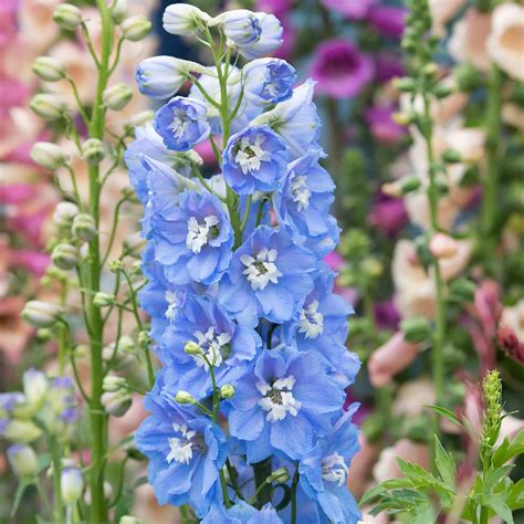 Creating a Colorful Display with Delphinium Magic Fountain Mid Blue with White Bee Seeds
